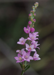 Philotheca spicata