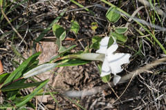 Mandevilla hypoleuca