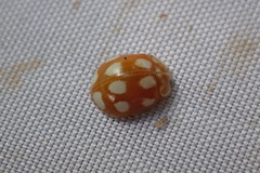 Calvia decemguttata