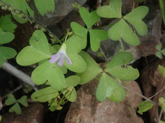 Oxalis alpina
