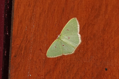 Comostola leucomerata