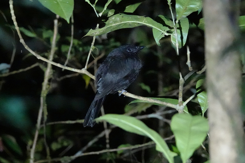 Chaetorhynchus papuensis observed 2022-07-01