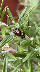 Chrysolina americana