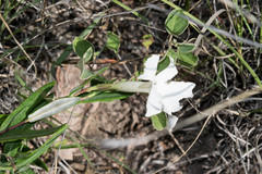 Mandevilla hypoleuca