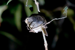 Sericornis rufescens