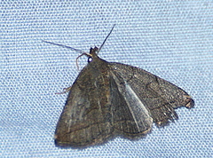 Zanclognatha pedipilalis