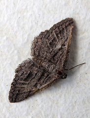 Rhoptria asperaria