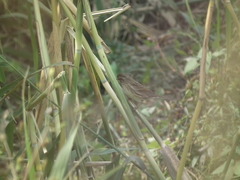 Emberiza spodocephala