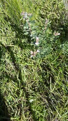 Lobostemon fruticosus