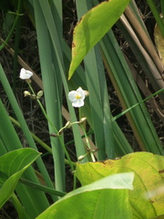 Sagittaria trifolia