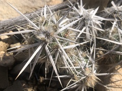 Grusonia clavata