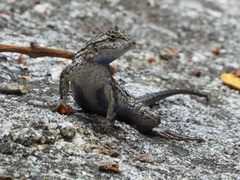 Sceloporus occidentalis longipes