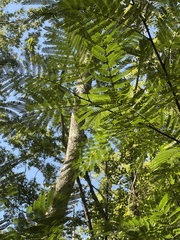 Albizia julibrissin