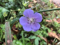 Geranium pratense