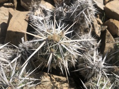 Grusonia clavata
