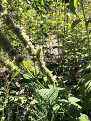 Agastache scrophulariifolia