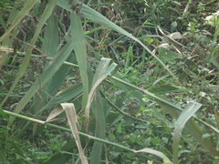 Emberiza spodocephala