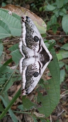 Saturnia pyretorum