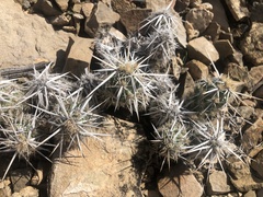 Grusonia clavata
