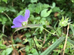 Geranium pratense