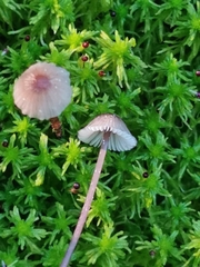 Mycena galopus