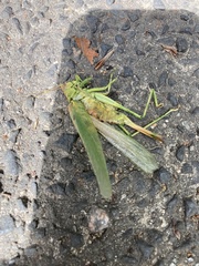 Tettigonia viridissima