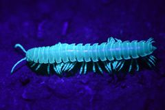 Xystocheir dissecta dissecta