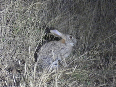 Lepus saxatilis