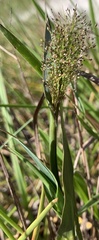 Dichanthelium erectifolium