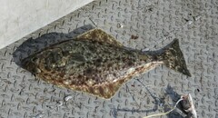 Hippoglossus stenolepis