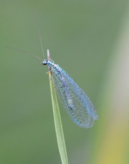 Chrysopa perla