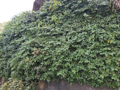 Ficus tinctoria