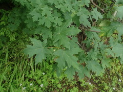 Acer grandidentatum