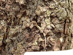 Scincella formosensis