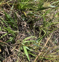 Dichanthelium erectifolium