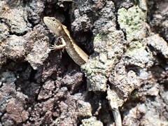 Scincella formosensis