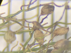 Dichanthelium erectifolium