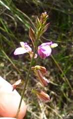 Polygala garcinii