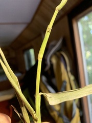 Dichanthelium erectifolium