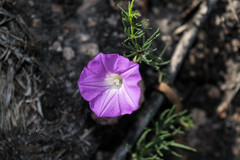Ipomoea capillacea