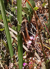 Gomphocerippus rufus