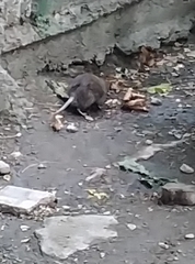 Rattus norvegicus