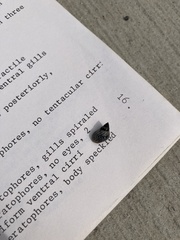 Echinolittorina placida