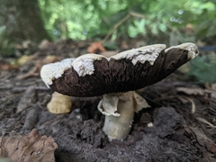 Agaricus