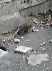 Rattus norvegicus