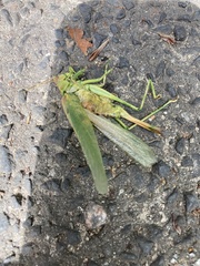 Tettigonia viridissima