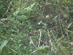 Emberiza spodocephala