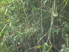 Emberiza spodocephala