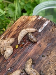 Deroceras reticulatum