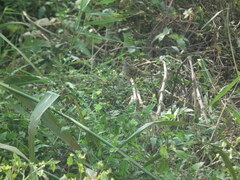 Emberiza spodocephala